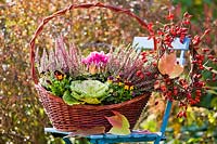 Basket planted with Calluna vulgaris, Cyclamen persicum, Viola cornuta and ornamental cabbage.