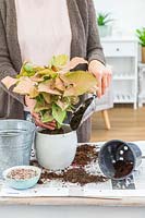 Woman adding more compost to newly repotted Syngonium Red Heart