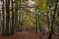Fagus sylvatica, beech trees, Rendlesham Forest, Suffolk