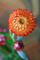 Xerochrysum bracteatum - Everlasting flower