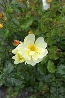 Rosa 'Flower Carpet Yellow' - Rose 'Flower Carpet Yellow' 