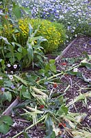 Animal or Bird damaged sweetcorn in garden allotment
