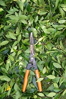 Laurus nobilis - Pruned Bay tree with shears in an english garden