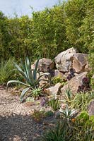 Exotic Garden with gravel path and large boulders. Plants include Agave, Puya, Aeonium, Cordyline, Portulaca sun rose, moss rose and bamboo