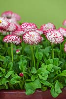 Bellis perennis 'Habanera White With Red Tips' - Common Daisy 