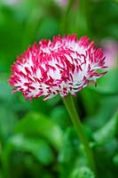Bellis perennis 'Habanera White With Red Tips' - Common Daisy