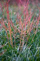 Cornus sanguinea 'Anny's Winter Orange' - Dogwood 'Anny's Winter Orange' underplanted with Ophiopogon japonicus - Mondo Grass 