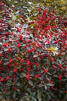 Ilex verticillata 'Nana' - 'Red Sprite' Winterberry