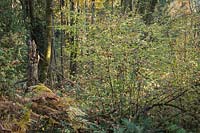 Corylus cornuta - Beaked Hazelnut in forest undergrowth