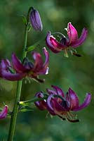 Lilium martagon, Turk's Cap Lily