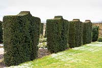 Row of clipped Taxus - Yew - as a garden divider