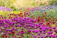 Waves of herbaceous planting, including Monarda, Echinops, Phlox paniculata, Eupatoriums and Persicaria combine in the Floral Labyrinth area 