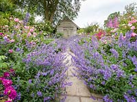 Nepeta tumbles over a path in The Rose Garden at Wollerton Old Hall Garden, Shropshire, UK. Delphiniums and Penstemons
