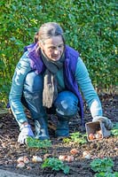 Woman scattering Tulipa - Tulip - bulbs in a new border prior to planting 