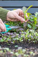 Cutting mixed salad leaves using scissors, whilst leaving nearby seedlings to grown on 