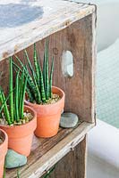 Three Sansevieria - Mother-in-laws Tongue - in pots in a rustic wooden crate