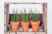 Three Sansevieria - Mother-in-law's Tongue in pots in a rustic wooden crate