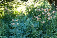 Planting combination for partial shade with Lilium martagon - Turk's Cap Lily and ferns 