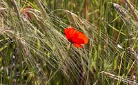 Barley and red poppies  growing at Chanticleer Garden.