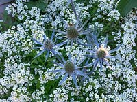 Looking down on blue bracts of Eryngium 'Sapphire Blue' against a groundcover of fragrant, white Lobularia maritima - Alyssum