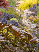 Bronze spring foliage of Rodgersia podophylla 'Rotlaub' in foreground, stream behind with banks planted up with Ajuga reptans 'Catlin's Giant' 