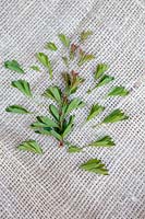 Picked Crataegus monogyna - Hawthorn - leaves prepared for eating