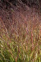 Panicum virgatum 'Rehbraun' Switch grass