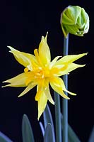 Narcissus 'Rip van Winkle' - Dwarf Daffodil - black background 