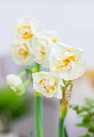 Narcissus 'Bridal Crown' indoors