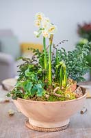 Floral arrangement in bowl with Narcissus 'Bridal Crown', Ferns, white Viola and bark