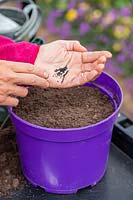 Tapping fingers on palm of hand to sow seed of Chives in a pot