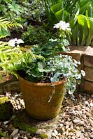 White flowered Pelargonium and silver grey foliage plant fill an old terracotta pot on gravel 