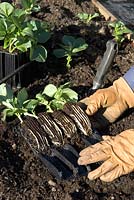 Use of root trainers to encourage strong root growth on young Broad Bean plants