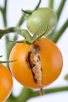 Solanum lycopersicum  'Venus'  Yellow orange cherry tomato  Dwarf bush variety  Syn.  Lycopersicon esculentum  Split and mouldy fruit  