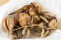 Iris bucharica  Bokhara iris  Mail order bulbs in opened bag 
