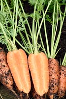 Daucus carota  'Caracas'  Carrot  Freshly lifted roots one cut in half  