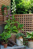 Container grown plants against trellis fence, including trailing Hedera, Digitalis, Capsicum and Hosta. Common names trailing Ivy, Foxglove, Bell Pepper and Hosta - RHS Chelsea Flower Show