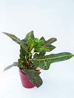 Codiaeum variegatum pictum - Croton - Joseph's Coat