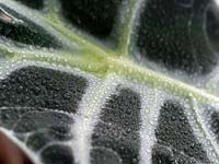 Misted leaves of Alocasia - Elephant ear houseplant, to keep atmosphere moist.