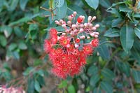 Corymbia ficifolia, red flowering gum