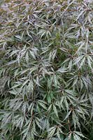 Acer palmatum var. dissectum 'inaba-shidare' Japanese maple