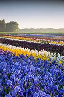 Howard Nurseries - Open ground Bearded Iris fields. Iris 'Blue Rhythm' in foreground then Iris 'Berkley Gold', Iris 'Winter Olympics' and Iris 'Deep Black' beyond.