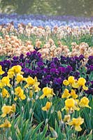 Iris 'Black Swan' in centre with Iris 'Pink Charm' in foreground at Howard Nurseries open ground bearded Iris fields in May. 