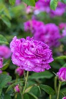 Rosa 'Belle de Crecy', fragrant double flowers in June.