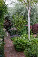A brick path leading to a log store, passing a silver birch trunk encircled by Hostas, Camellia, Campanula, Astilbe and weeping pear.