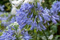 Agapanthus africanus - African blue lily