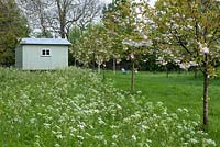 A shepherd's hut in a meadow, seen across a sea of cow parsley, and reached via an avenue of young ornamental cherry trees, Prunus shimidsu 'Sakura'.