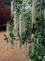 Garrya elliptica - silk-tassel bush