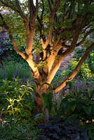 An uplighter illuminates the trunk of a mature Acer palmatum.