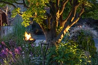 An uplighter illuminates the trunk of a mature Acer palmatum. Beyond, a fire pit blazes.